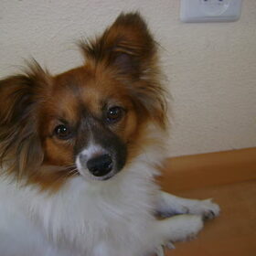 Dit is Lucy (een vlinderhondje)