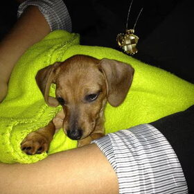 Hondenfoto van Daisy, Diva & Lady