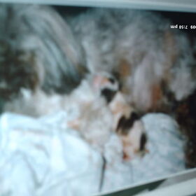 De eerste pup is geboren