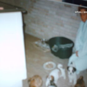 Hondenfoto van liesbeth,Turbo,Luna, Levi en Faith
