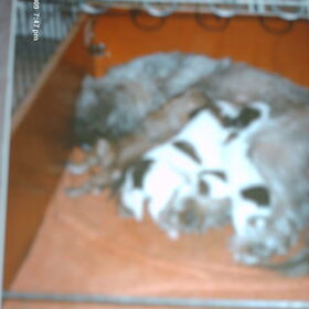 Alle pups liggen heerlijk bij mama te drinken.
