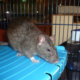Hondenfoto van Muis,Vera, Papadopoulos, Odette, Annabelle en Ciska (Terra+, Dinky+, Saltarin+, Sam+, Zara+, Paco+)    