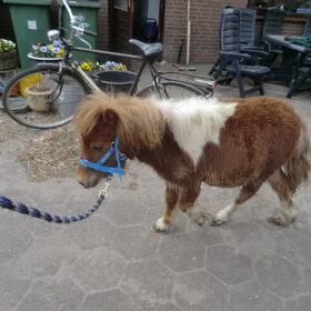 Dit is Macho,een verwaarloosde minishetlander. die gelukkig…