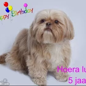 Hondenfoto van liesbeth,Turbo,Luna, Levi en Faith