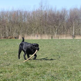 Hondenfoto van Amy ~ Nero & Omar 