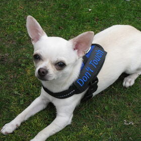 Hondenfoto van ~Saartje & de chihuahua roedel ~