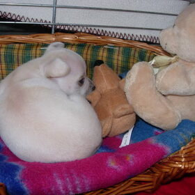 Hondenfoto van Chloë met Luna & Fieke