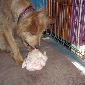 Hondenfoto van Muis,Vera, Papadopoulos, Odette, Annabelle en Ciska (Terra+, Dinky+, Saltarin+, Sam+, Zara+, Paco+)    