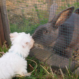 Gina samen met Pluto