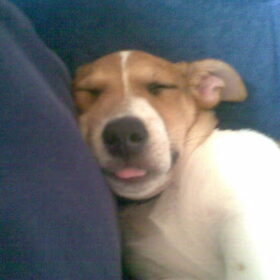 jazz als puppie te schattig