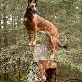 Hondenfoto van De Mecheltjes clan