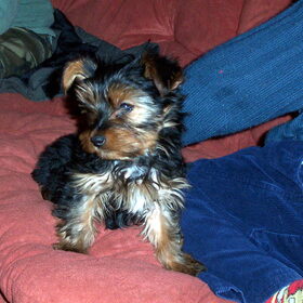 Dit is Maia als pup :) Ik had ze hier al wel een tijdje. Het…