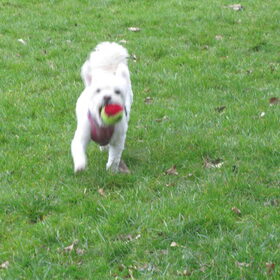 Hondenfoto van Sigrid, Sandy, Diva & Nala