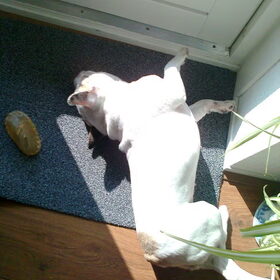 rollen in het zonnetje(babe )