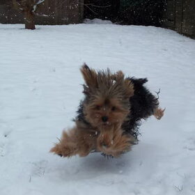 Sneeuw, Maia's favoriete tijd buiten. Raar maar waar.