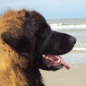 Hondenfoto van <3 Ayla&Jara <3 