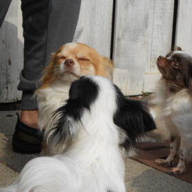 Hondenfoto van chihuahua's
