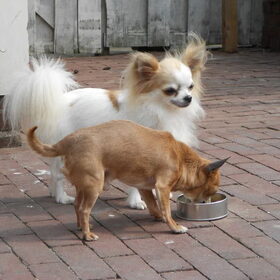 Hondenfoto van chihuahua's
