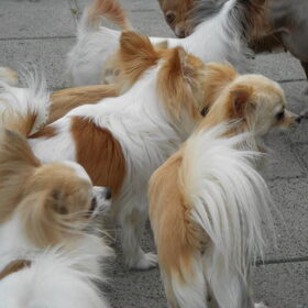 Hondenfoto van chihuahua's