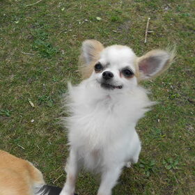 Hondenfoto van chihuahua's