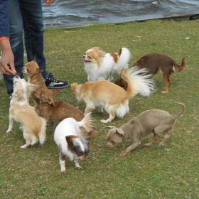 Hondenfoto van chihuahua's