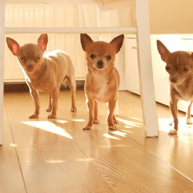 Hondenfoto van chihuahua's