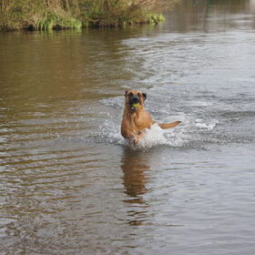 Hondenfoto van Vrouwtje van Denzel en Diva (R.I.P. Dixie)