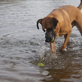 Hondenfoto van Vrouwtje van Denzel en Diva (R.I.P. Dixie)