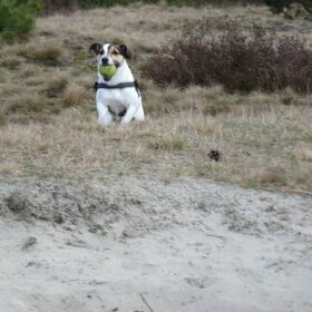 Heidemonstertje.
