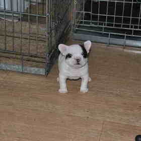 kasper 5 weekjes oud hier hadden we kasper 1 week eerder gekocht…