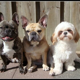 Djaila, Pluk & Deva