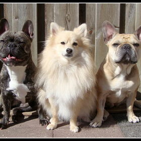 Djaila, Cloudy & Pluk