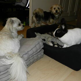 Dempsey, Taiko, Demi en Laya