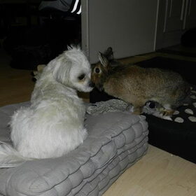 Dempsey en Laya Punky