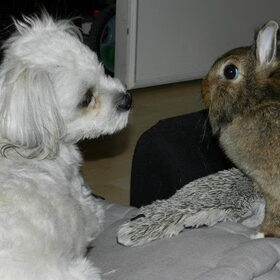 Dempsey en Laya