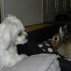 Dempsey, Laya en Cyrus