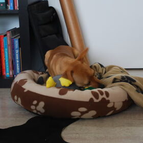 HELP! Plato heeft een eend gevangen! ;)