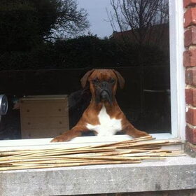 hello baasje