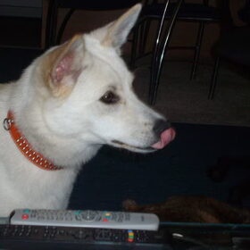 Sascha als pup