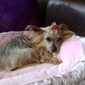Prinses Daisy Cindarella Madea R.I.p. 18 januari 2010.... Onze…