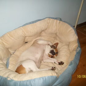 Hondenfoto van nora jazzy en poppy