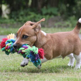 Hier was Chicco nog een kleine Chicco