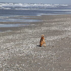 Hondenfoto van Michal & Plato