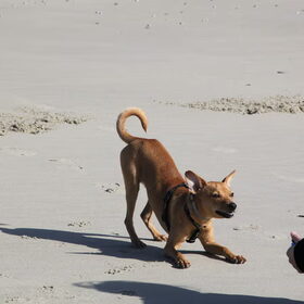 Hondenfoto van Michal & Plato