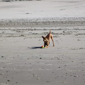 Hondenfoto van Michal & Plato