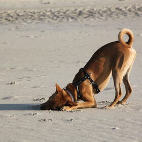 Hondenfoto van Michal & Plato