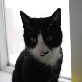 De kat