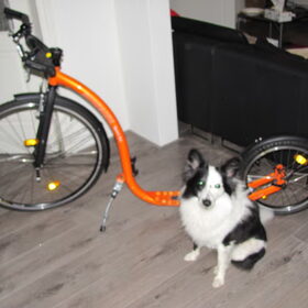 Hondenfoto van Amigo en K.C.