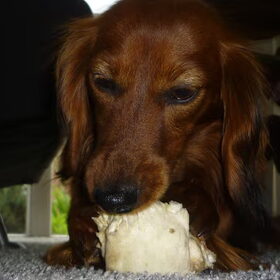 Hondenfoto van Greetje & Odie