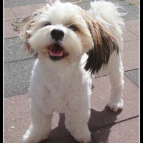 Sammy